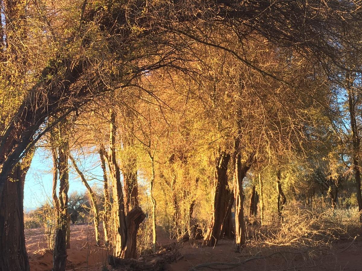 Andes Nomads Desert Camp&Lodge San Pedro de Atacama Buitenkant foto